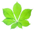 chestnut leaf isolated on white
