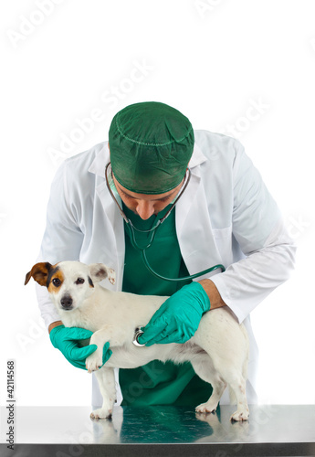 Foto: Visita veterinaria cardiologica Visita veterinaria cardiologica