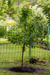 Junger Kirschbaum im Sommer