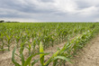 Foto: cornfield with stormy sky cornfield with stormy sky