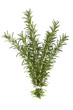 Foto: Bunch of Rosemary over White Bunch of Rosemary over White