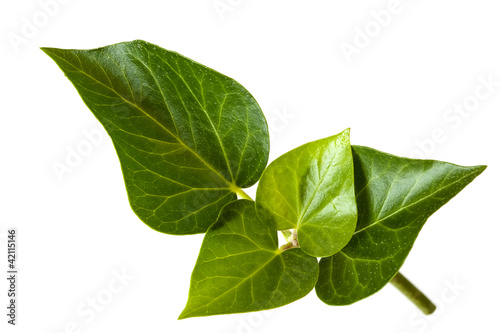 Photo: Ivy Leaves over White Ivy Leaves over White
