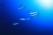 Underwater image of School of Tuna Fish in the Ocean