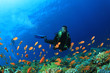 Photo: Scuba Diver swims through tropical fish on coral reef Scuba Diver swims through tropical fish on coral reef
