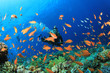 Photo: Scuba Diver swims through tropical fish on coral reef Scuba Diver swims through tropical fish on coral reef