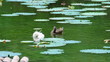 Duck in pond