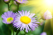 blue flower