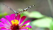 Vídeo: Butterfly- Chilasa Clytia Butterfly- Chilasa Clytia