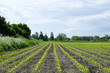 Photo: Corn field Corn field