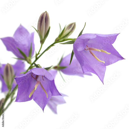 Photo: Bellflower Bellflower