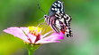 Vídeo: Butterfly- Chilasa Clytia Butterfly- Chilasa Clytia