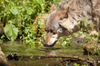 Wolf oder Grauwolf (Canis lupus)
