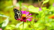 Vídeo: Butterfly (Chilasa Clytia) Butterfly (Chilasa Clytia)