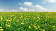 Blowball field, summertime,time lapse clip