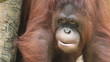 orangutan