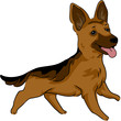 German Shepherd