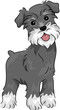 Miniature Schnauzer