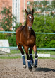 horse in paddock