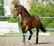 horse in paddock