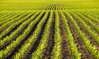corn field