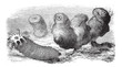 Sea cucumbers or Holothuria, vintage engraving.