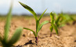 sprout  corn
