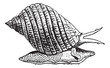 Common Periwinkle or Winkle, vintage engraving.