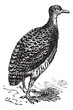 Tinamou or Rhynchotus sp., vintage engraving