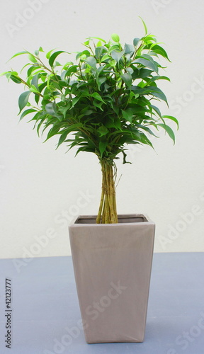 Photo: ficus benjamina sur tige ficus benjamina sur tige