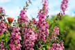 Blooming Bright Pink Flowers, ...