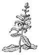 Vektor: Meadow Sage or Salvia pratensis vintage engraving Meadow Sage or Salvia pratensis vintage engraving