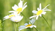 white wild flowers