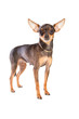 short-haired toy terrier on isolated white