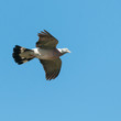 Glide