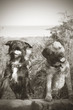 two dogs having a laugh together in vintage style image