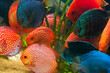 Discus fish