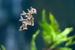 Corydoras aeneus