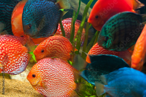 Photo: Discus fish Discus fish