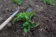 Gardener with hoe cultivating potato plants