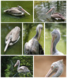 Collection of pelican images in various active roles