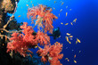 Photo: Diver and Coral Diver and Coral