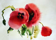 Original watercolor illustration of Poppies