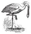 Spoonbill, vintage engraving.