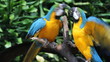 Vídeo: Parrots, close-up, portrait Parrots, close-up, portrait