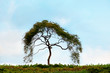 small tree