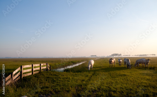 Photo: Dutch beige cows on pasture Dutch beige cows on pasture