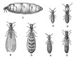 Termites, vintage engraving.