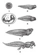 Frog tadpoles, vintage engraving.