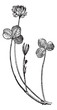 Trifolium repens or White clover, vintage engraving.