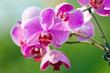 Pink orchid outdoor